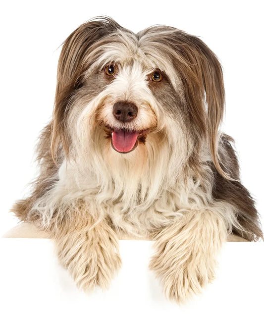 Bearded Collie Gifts