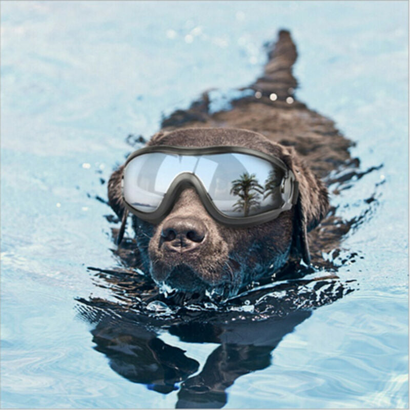 Dog Goggles, Dog Ski Goggles24.99-(FREE Delivery) Shop now at itsaboutmydog.com, dirty dog ​​ski goggles, dog goggles, dog goggles uk, dog sunglasses, goggles for dogs