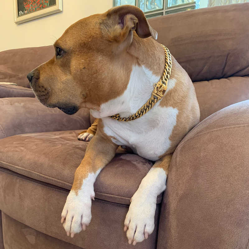 17mm Pure Gold Plated Dog Necklace, Gold Dog Chain Necklace, Dog Chain Leash,Metal Collar